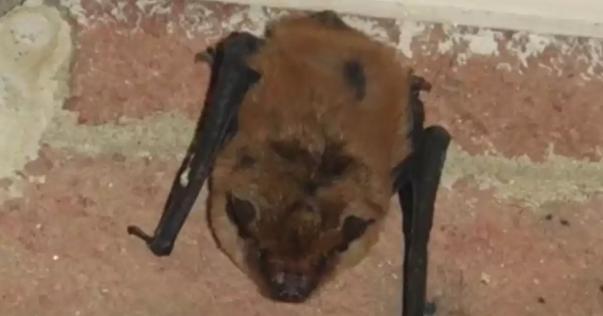 How to Stop Bats from Pooping on Porch